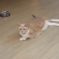 Lost Pet Image