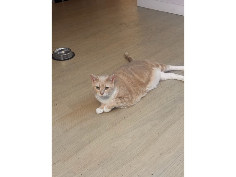 Pet Photo
