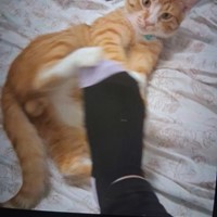Lost Pet Image