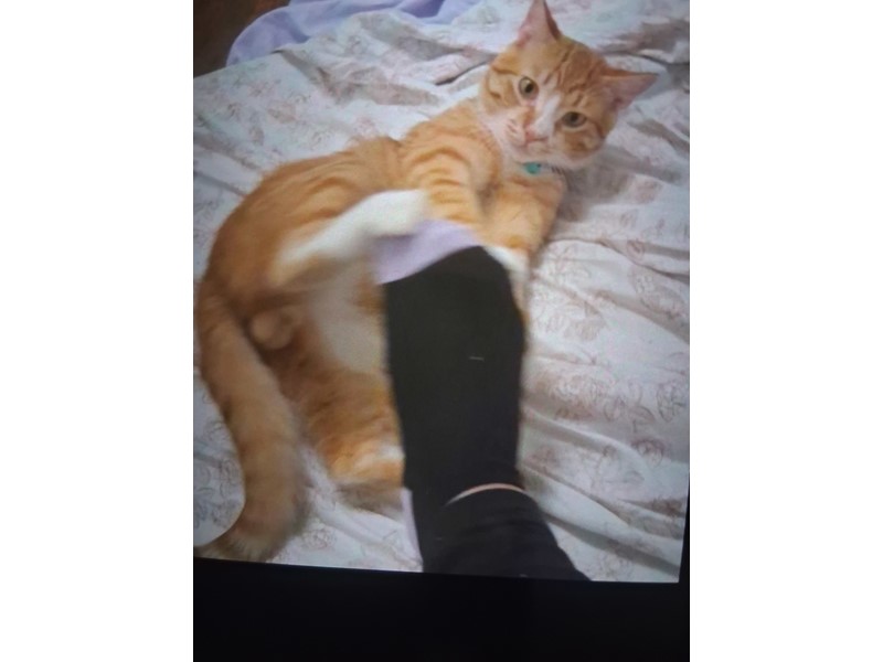 Pet Photo