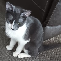 Lost Pet Image
