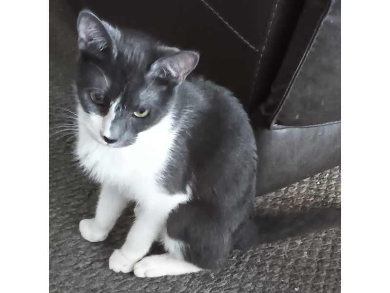 Pet Photo