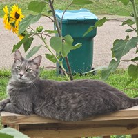 Lost Pet Image