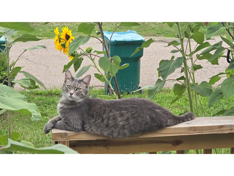 Pet Photo