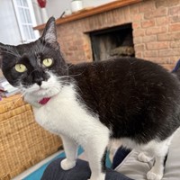 Lost Pet Image