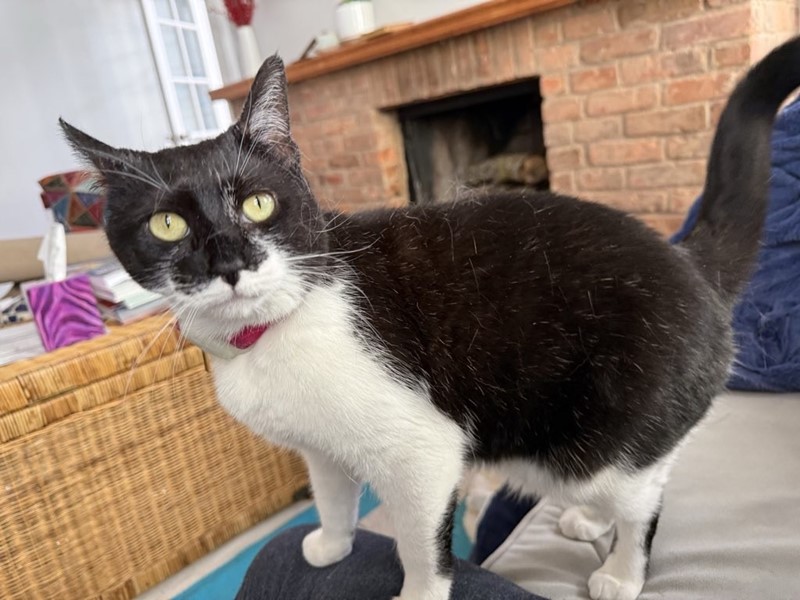 Pet Photo