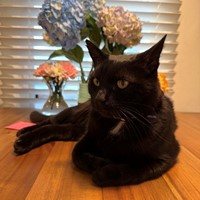Lost Pet Image