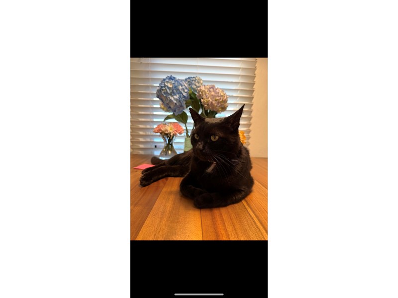 Pet Photo