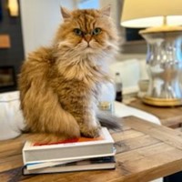 Lost Pet Image
