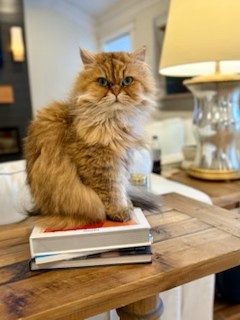 Pet Photo