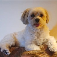 Lost Pet Image