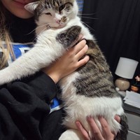 Lost Pet Image
