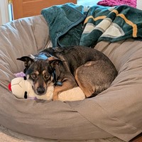 Lost Pet Image