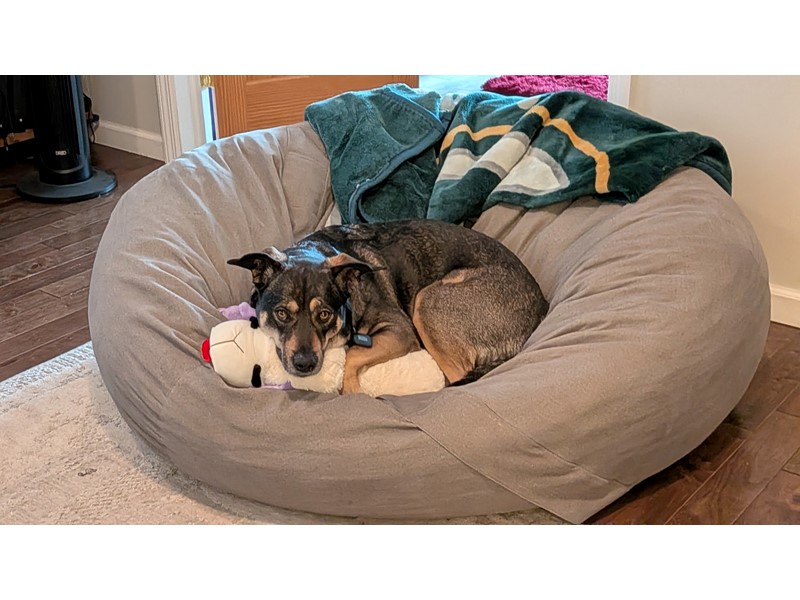 Pet Photo