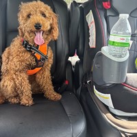 Lost Pet Image
