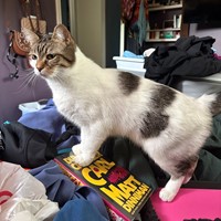 Lost Pet Image