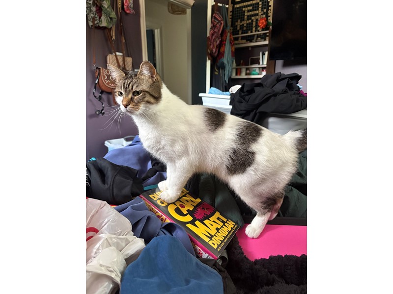 Pet Photo