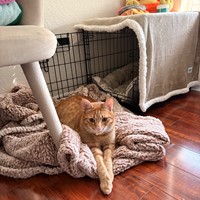 Lost Pet Image