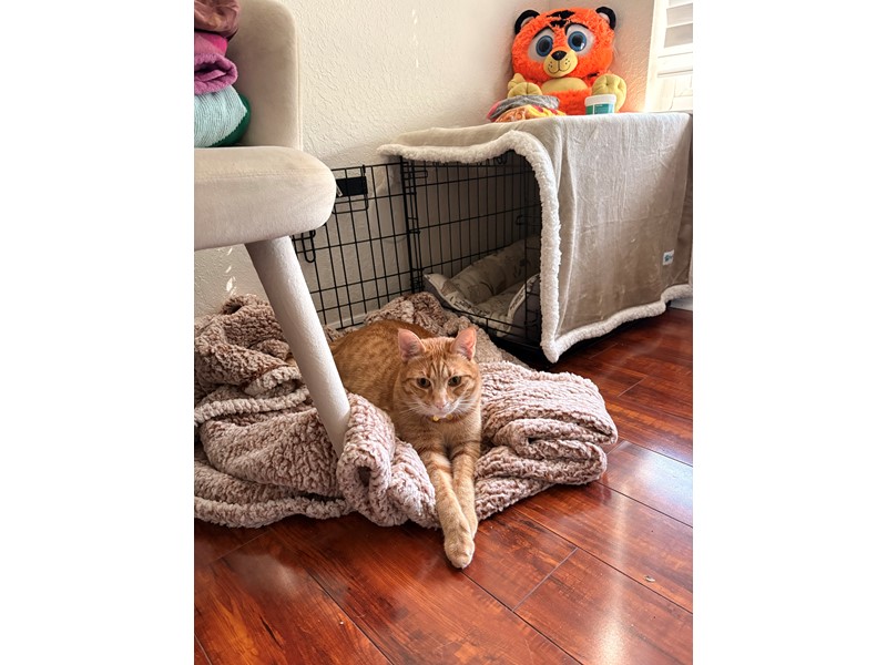 Pet Photo
