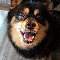 Lost Pet Image