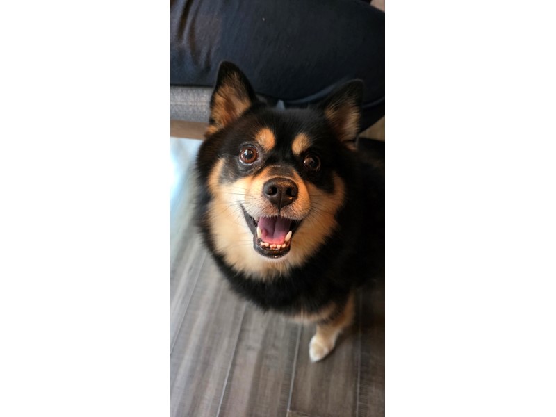 Pet Photo