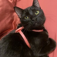 Lost Pet Image