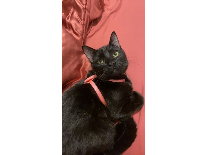 Pet Photo