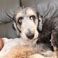 Lost Pet Image