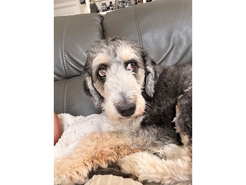 Pet Photo