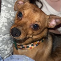 Lost Pet Image