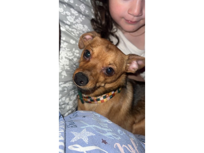 Pet Photo