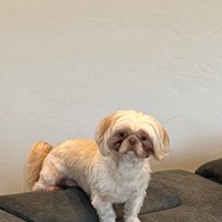Lost Pet Image