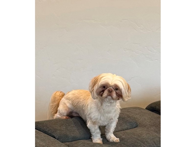 Pet Photo