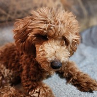 Lost Pet Image
