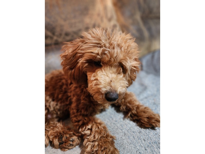 Pet Photo