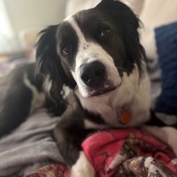 Lost Pet Image