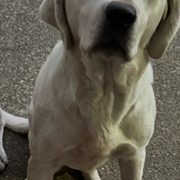 Lost Pet Image