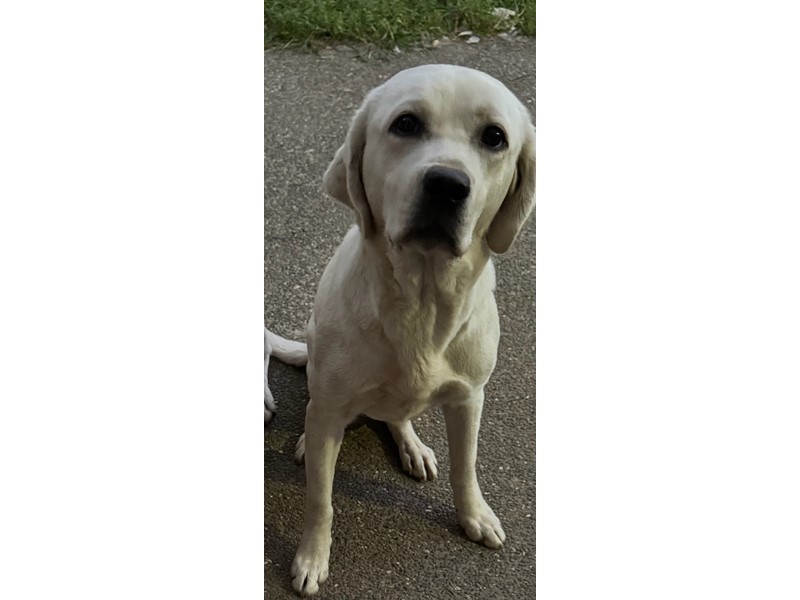 Pet Photo