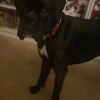 Lost Pet Image