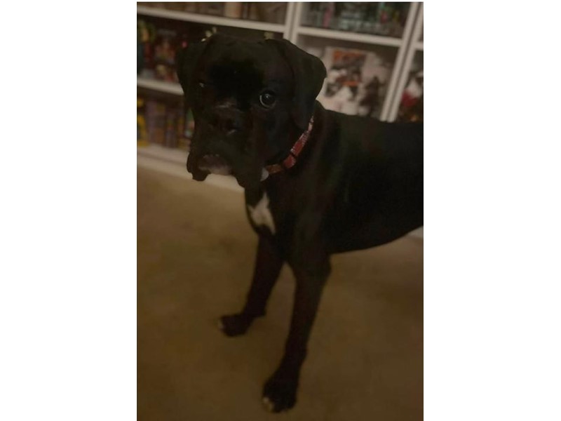 Pet Photo