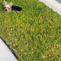Lost Pet Image