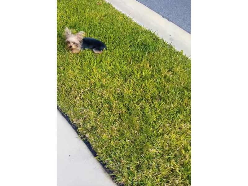 Pet Photo