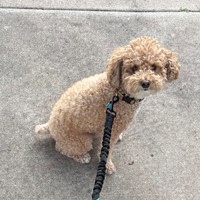 Lost Pet Image