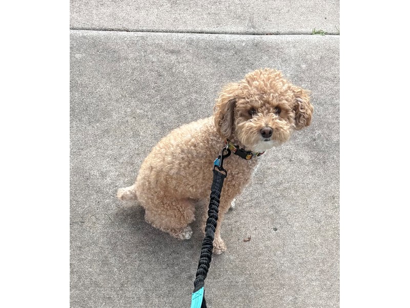Pet Photo