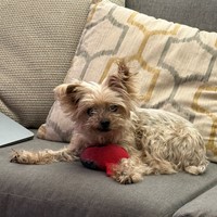 Lost Pet Image