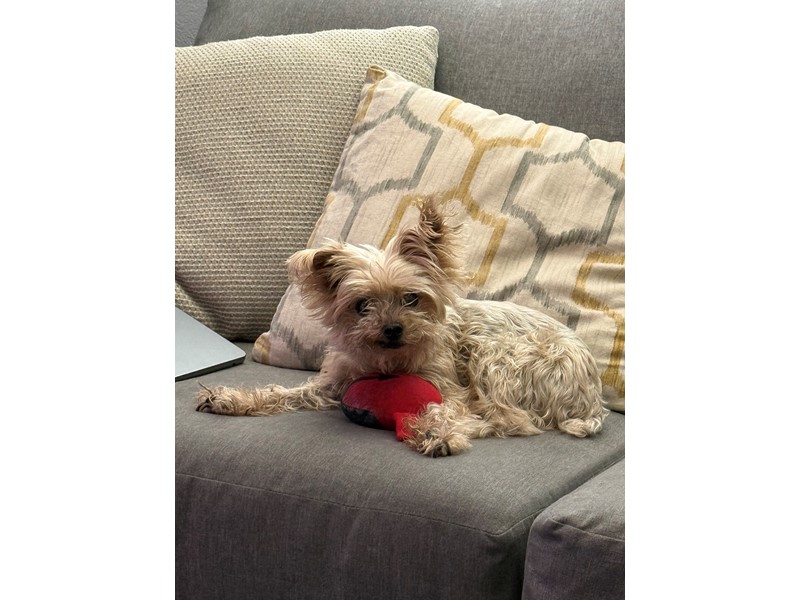 Pet Photo