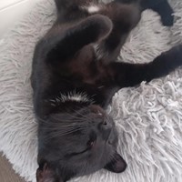 Lost Pet Image