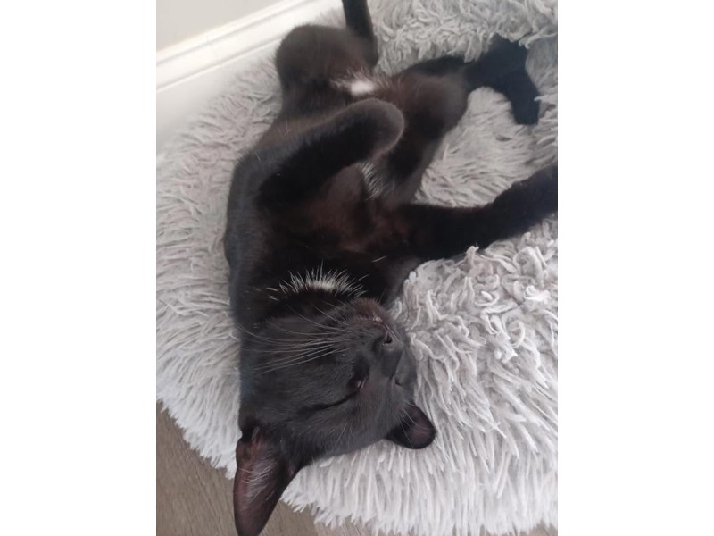 Pet Photo