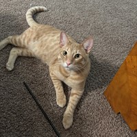 Lost Pet Image