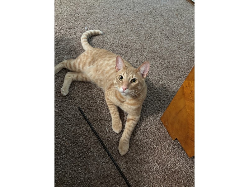 Pet Photo